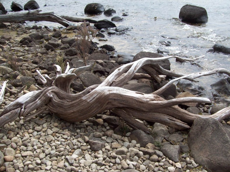 Gnarled Driftwood