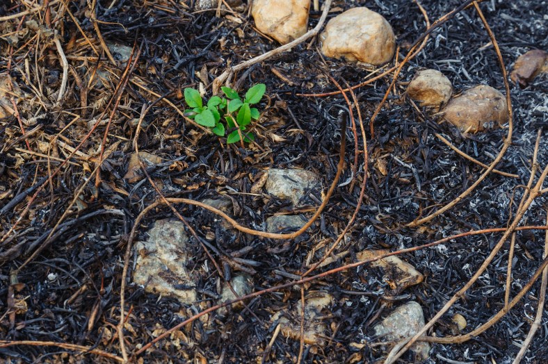 Ash After Grass Burn