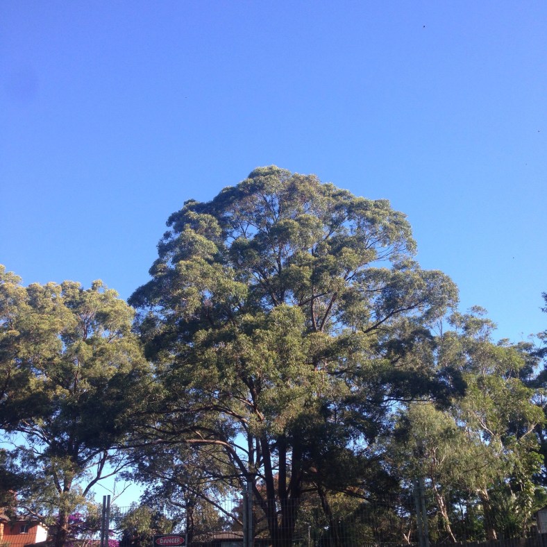 Taken with my iPhone 5