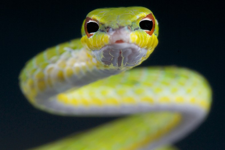Vine snake / ahaetulla mysterizans